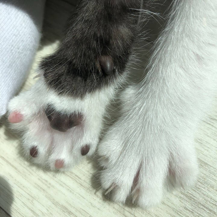 고양이 손가락