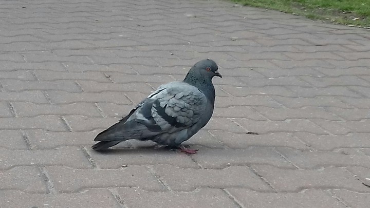 pigeon