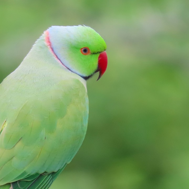Parrot