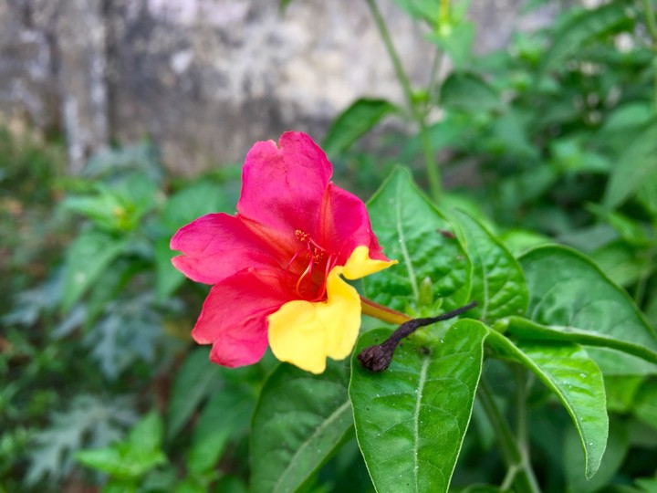 wildflower