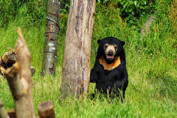 the bear!!!