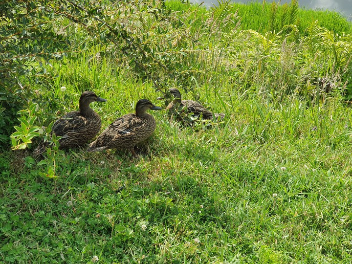 Hobbiton Ducks