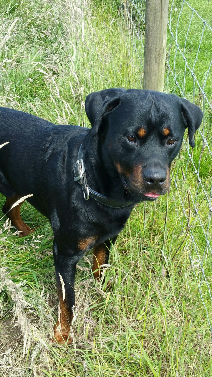 Dog in a field