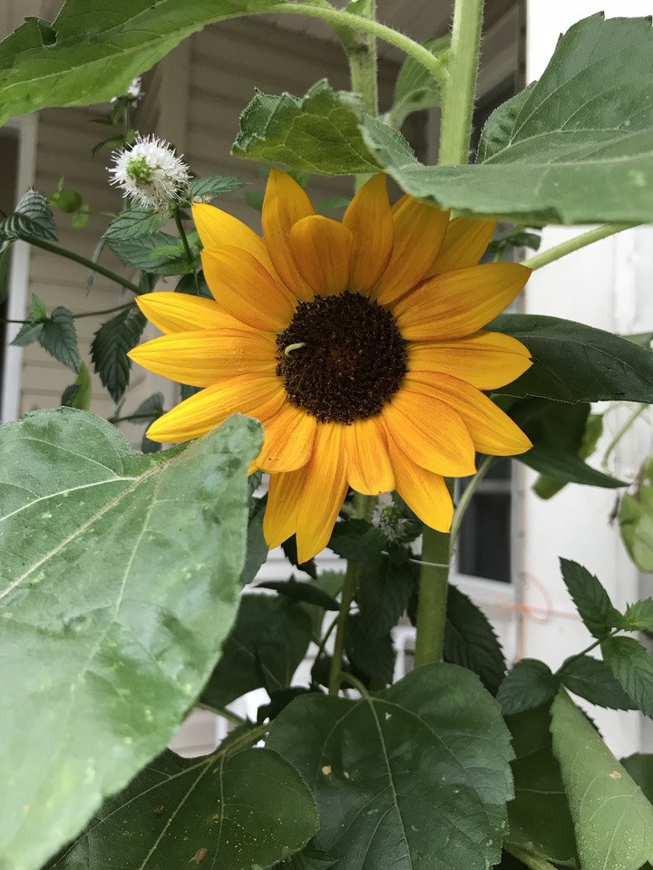 ☀️