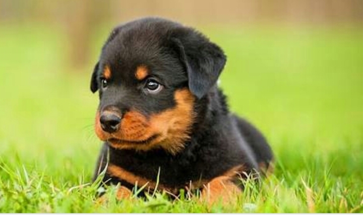 my favourite breed