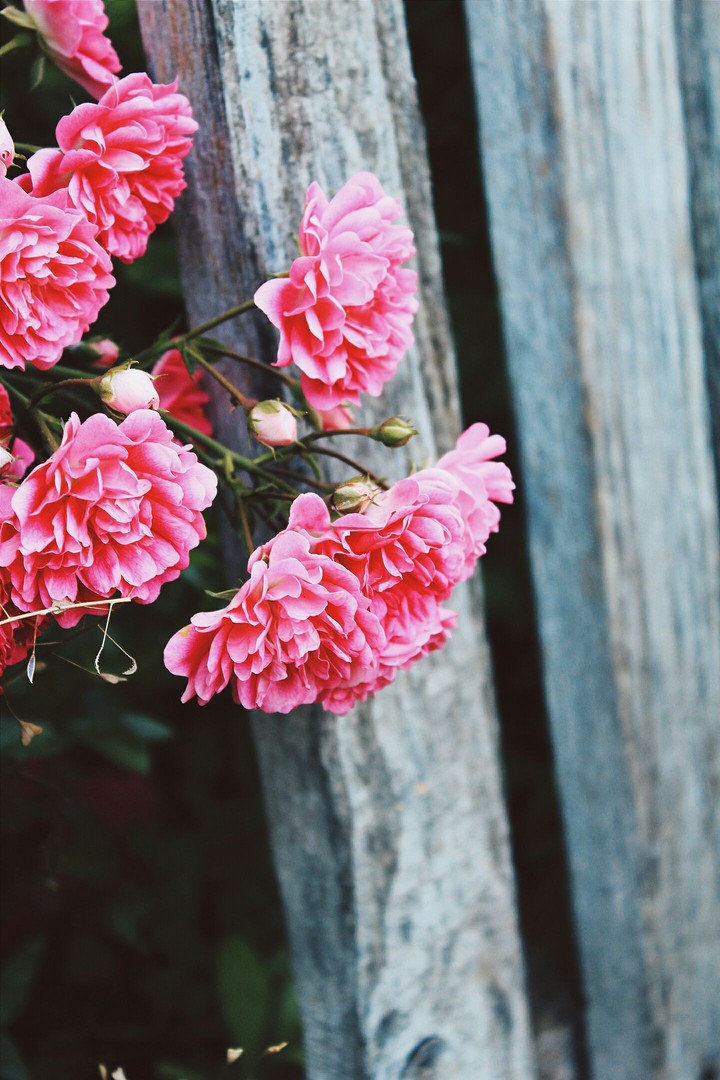 Roses