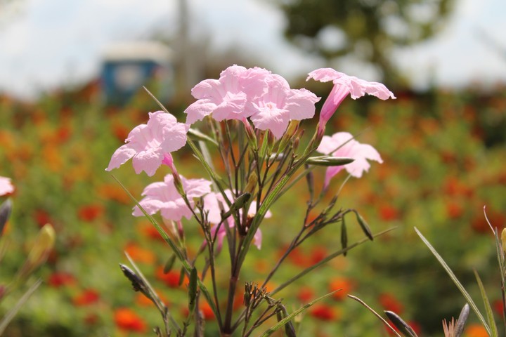 Beautiful Pink