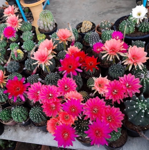 sfondi flowerpot, Cactus