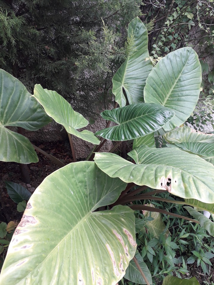 plant