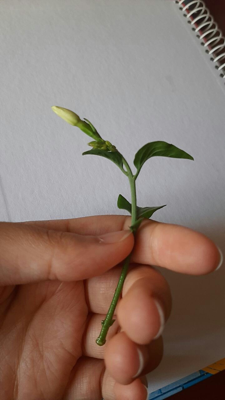 flower