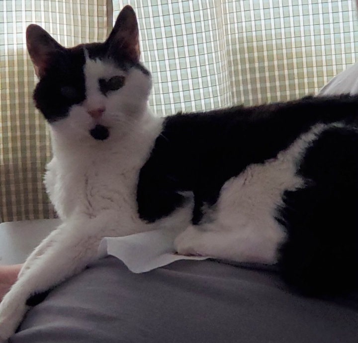 Ripley on his favorite cuddly spot.