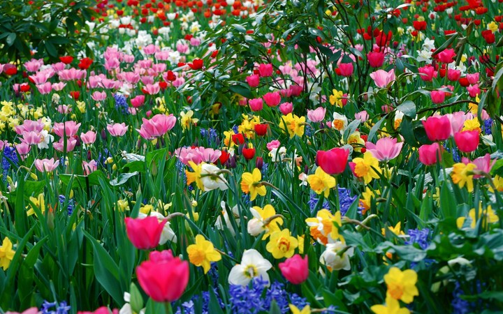 Amazing flower