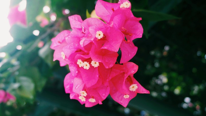 Pink Bougainvillea