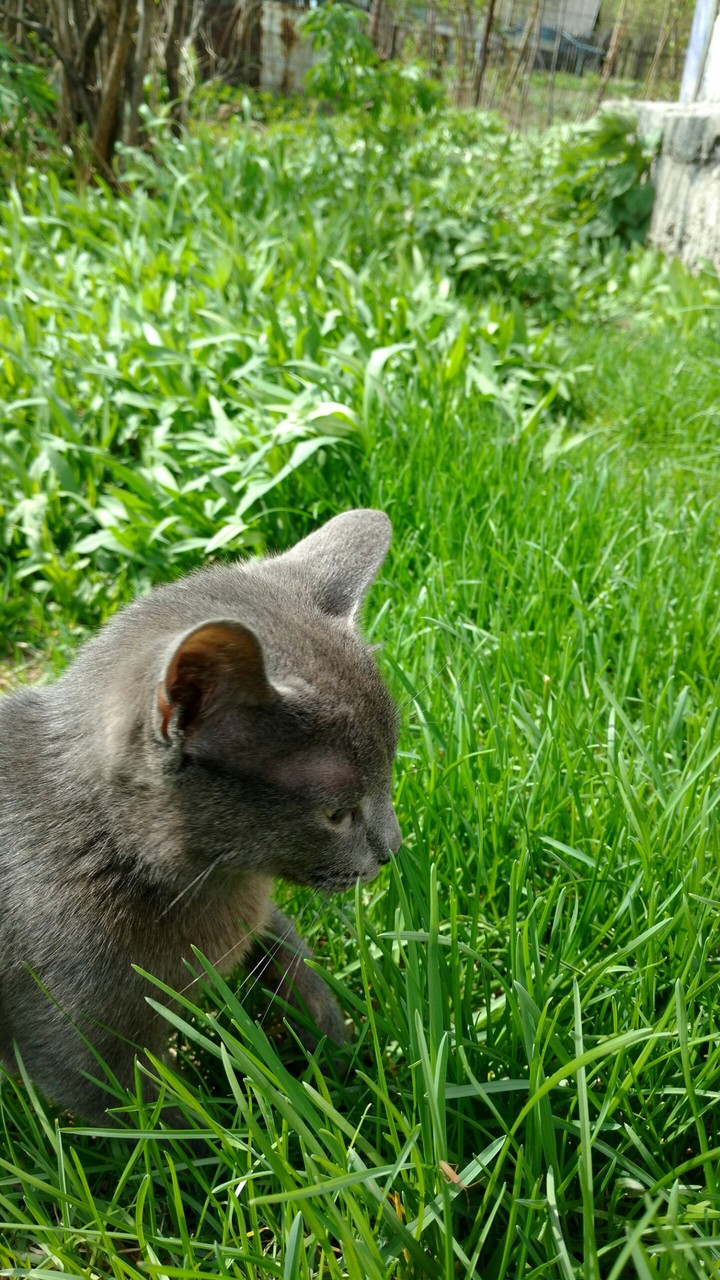 Маленький охотник