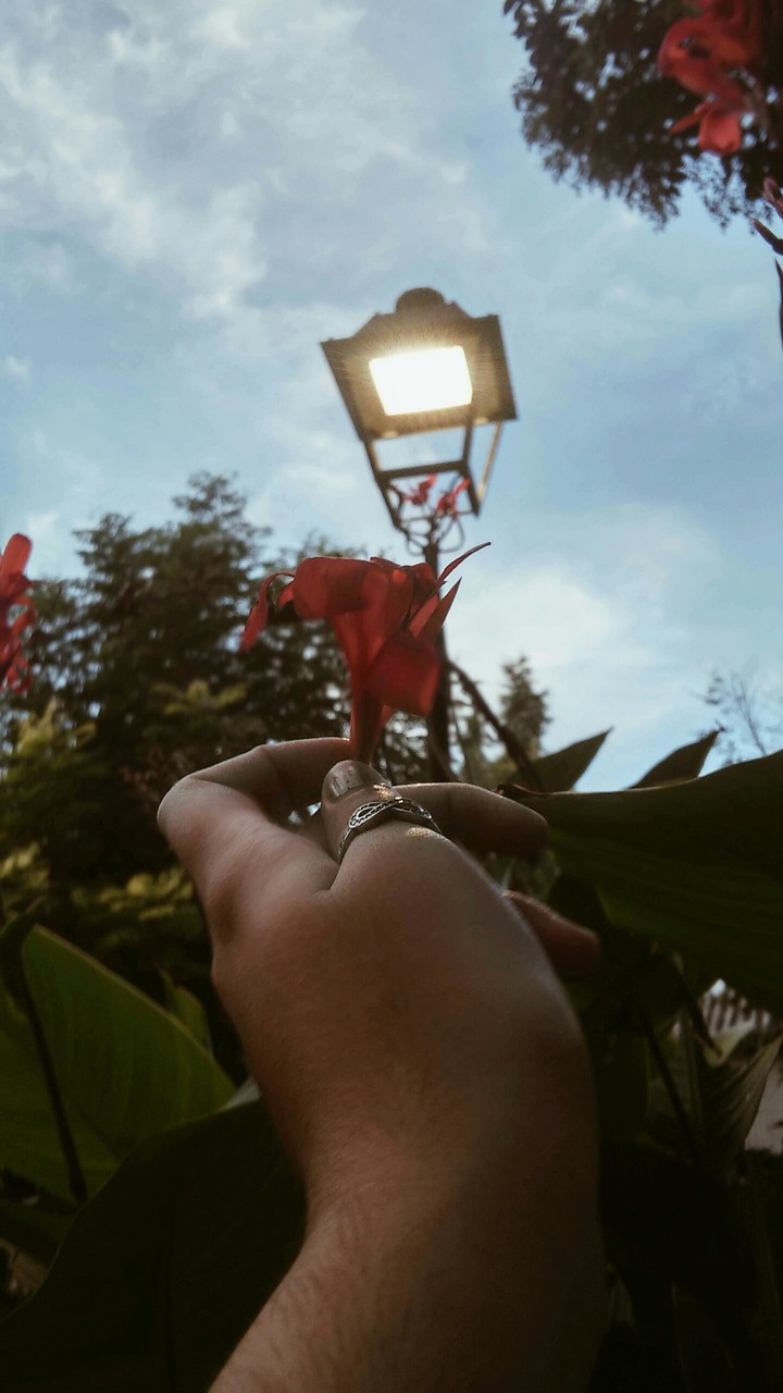 flowers 