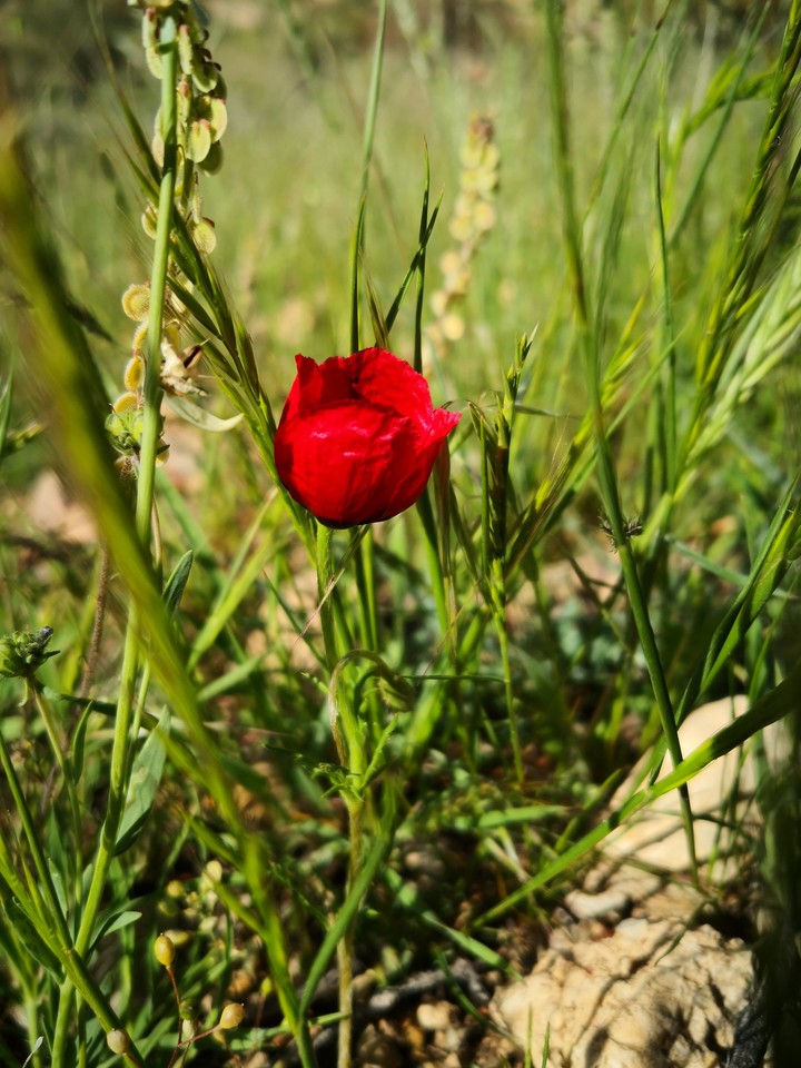 beauty flower