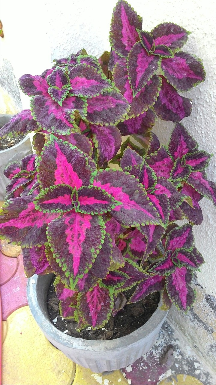 plant