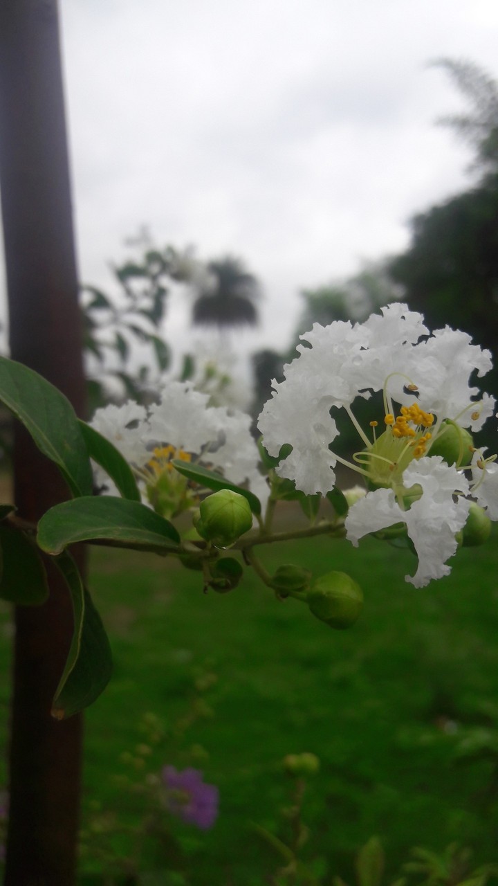 white flower