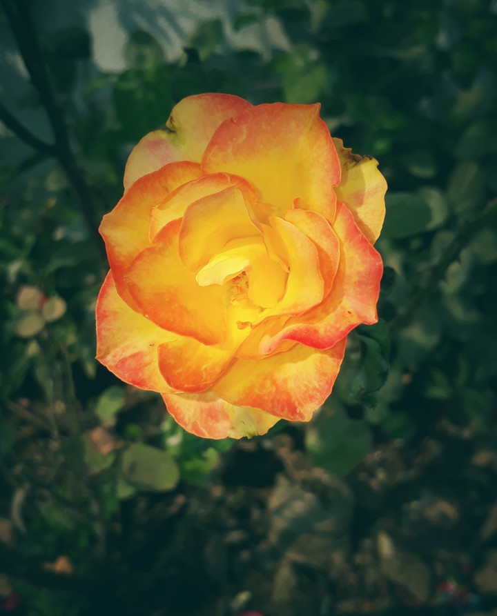 orange rose