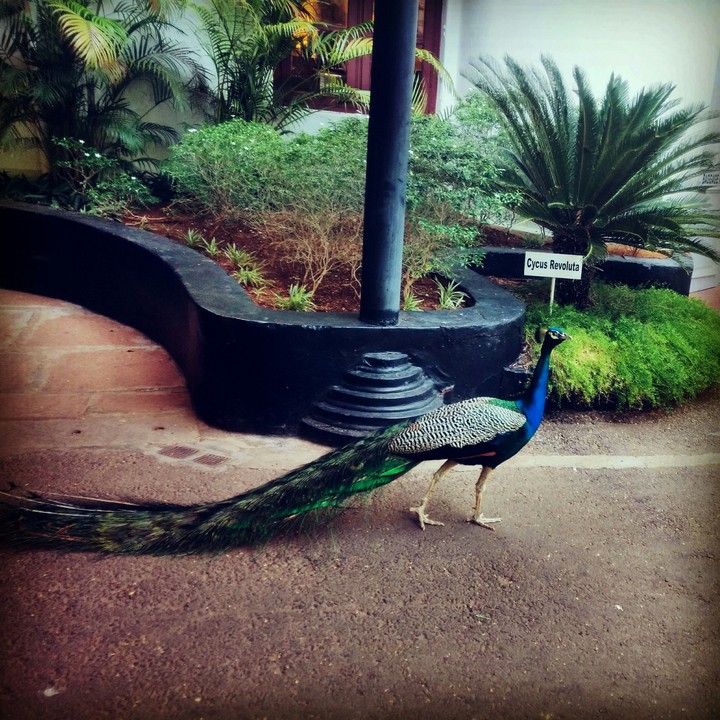 The peacock..