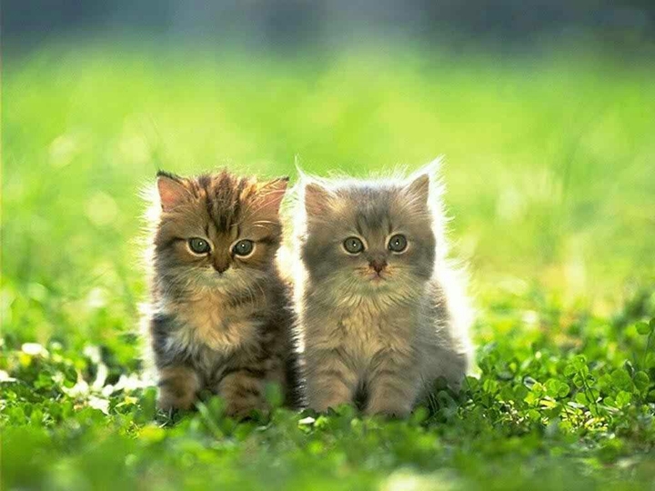 cats