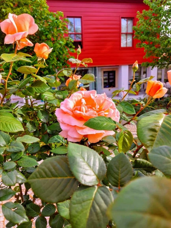Rose