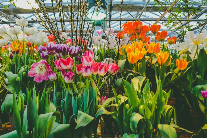 tulip