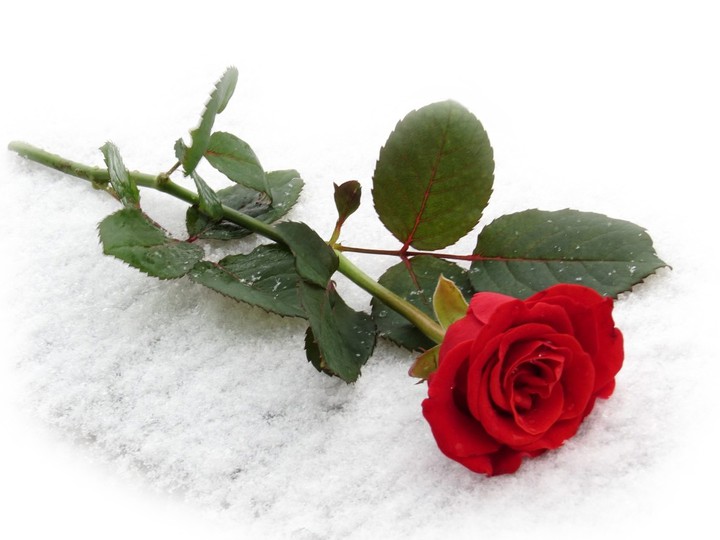 happy Valentine's Day