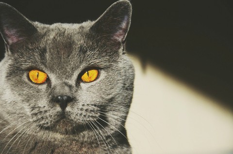 #cat