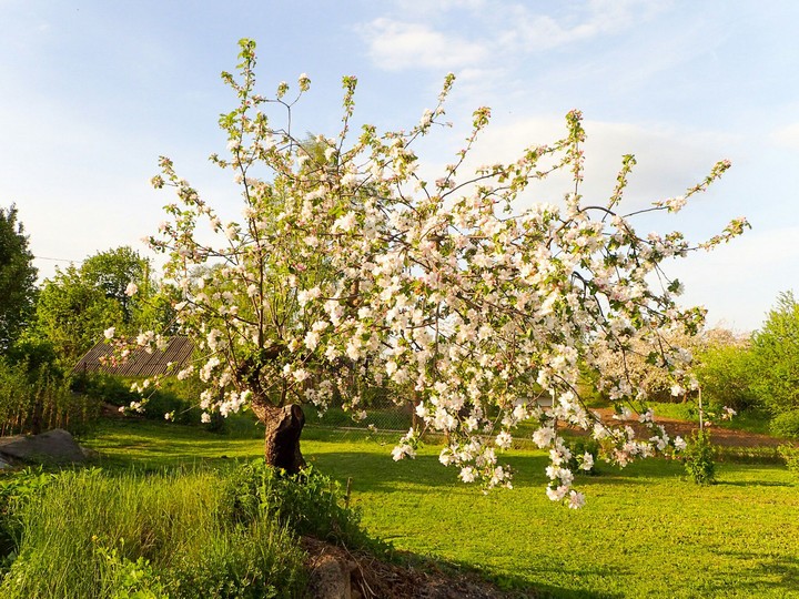 Apple tree