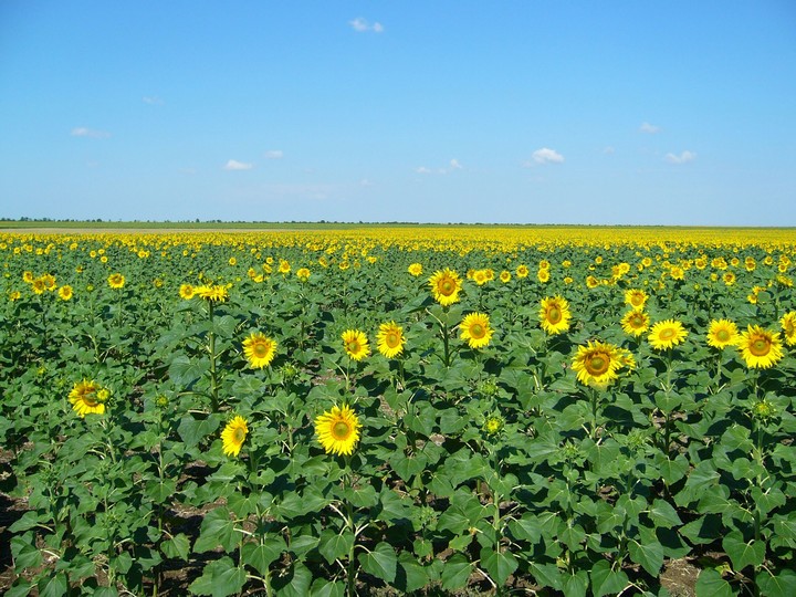 Sunflowers