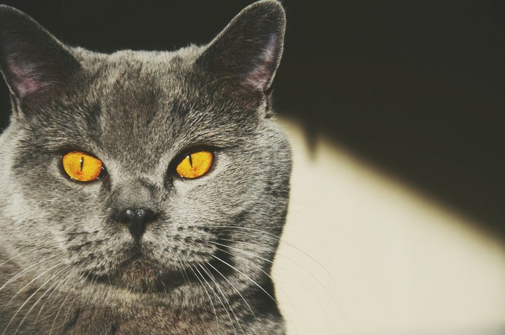 #cat