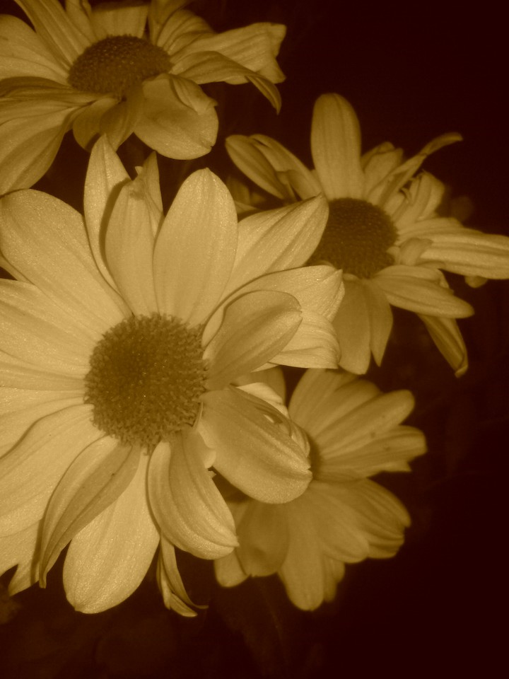 White Flowers Sepia