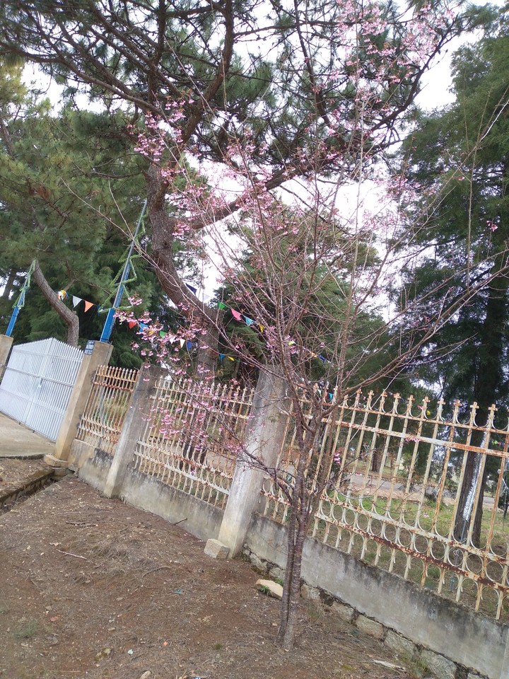 Mai anh đào trong xóm