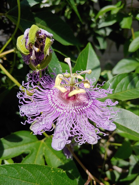 Purple passion flower