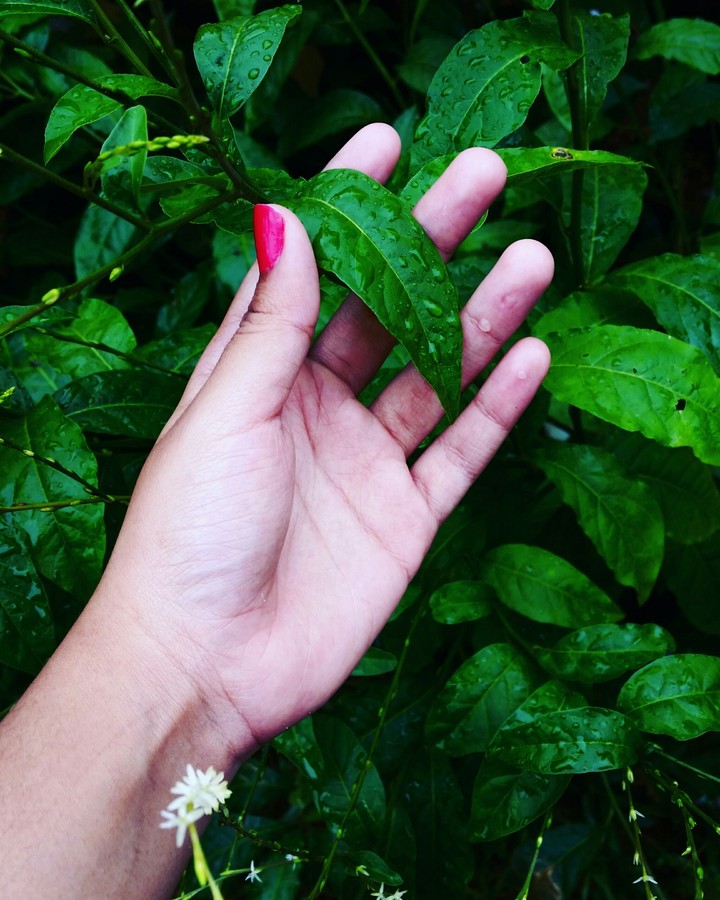 Folhas verdes