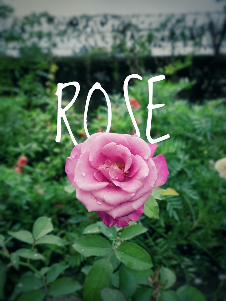 One rose is enough for the dawn