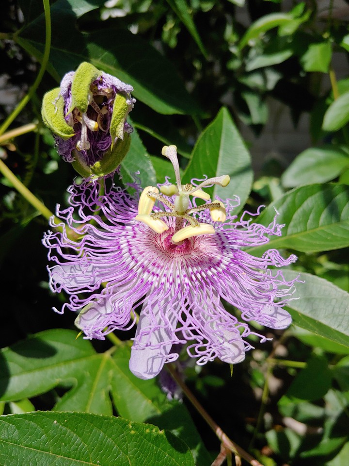 Purple passion flower