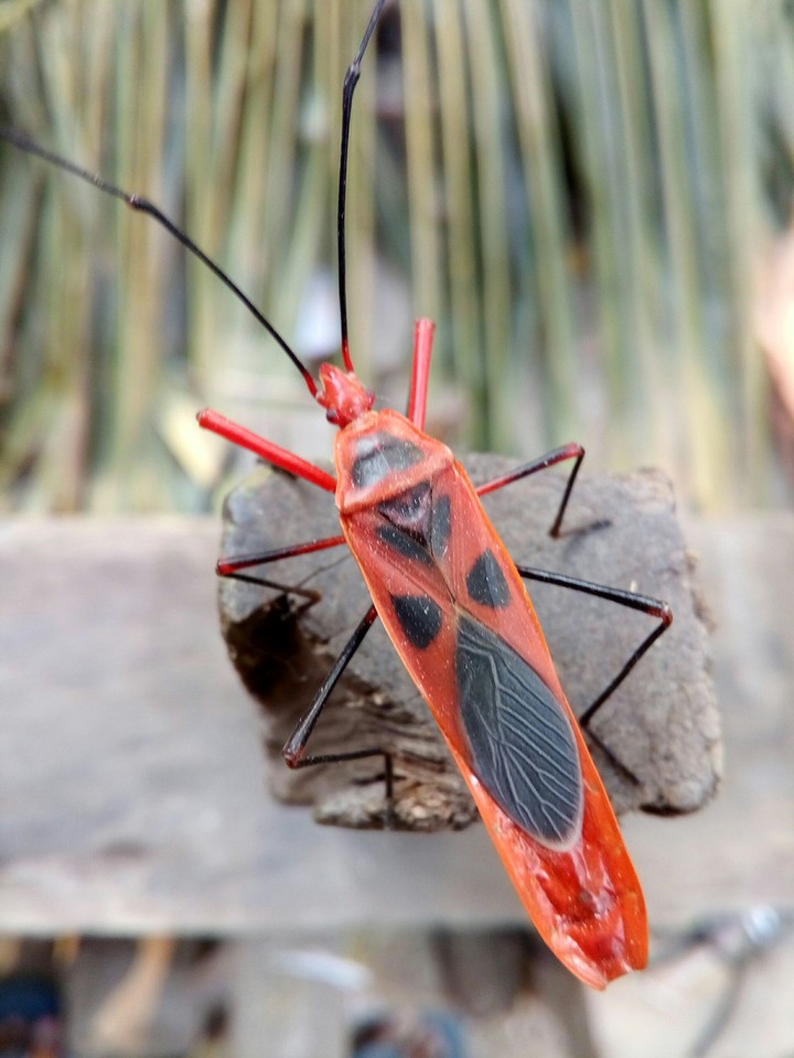 red cotton bug
