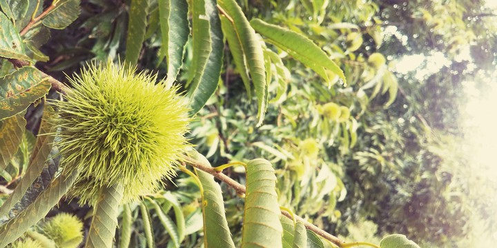 Chestnut