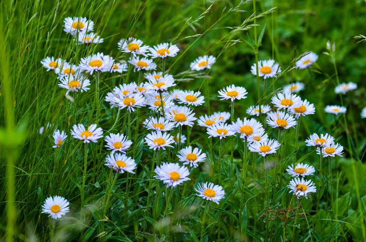 Wild Flowers