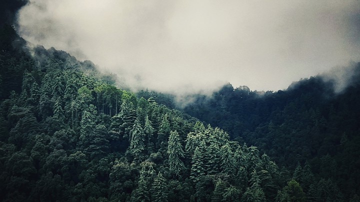 DENSE FOREST DESCRIBING SECRETS INSIDE THE WOODS