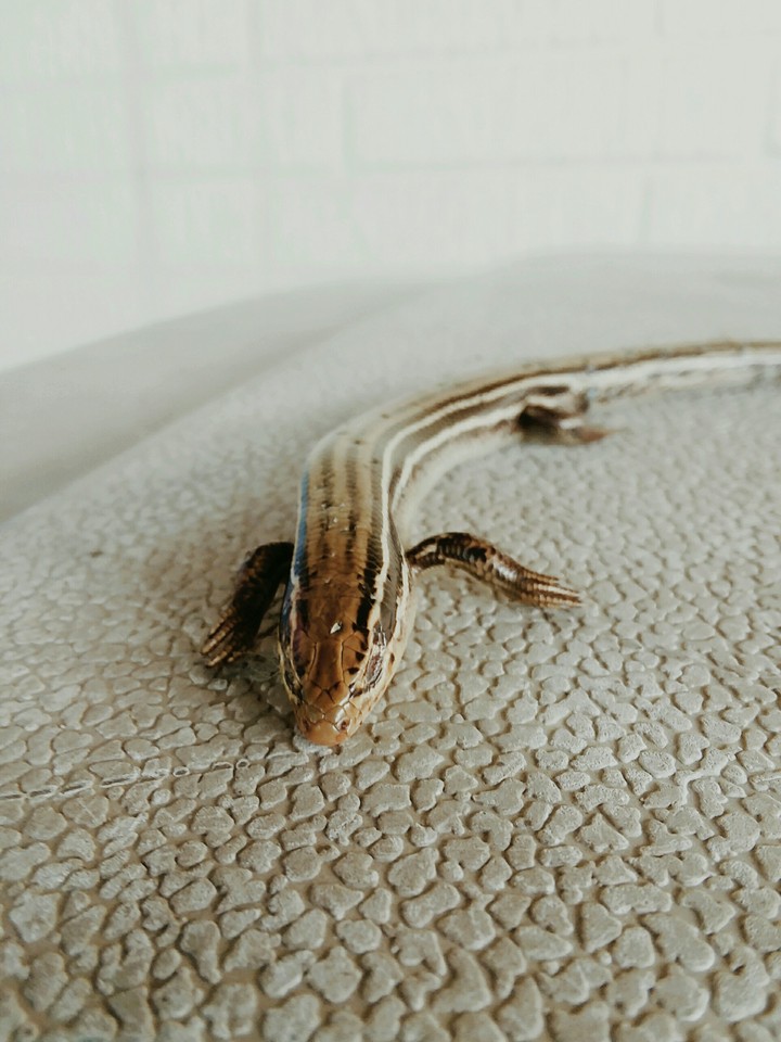 lizard