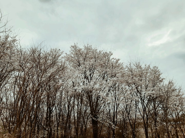 흐드러지다
