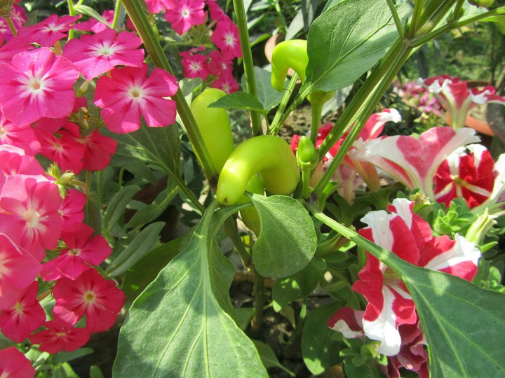 green banana cili