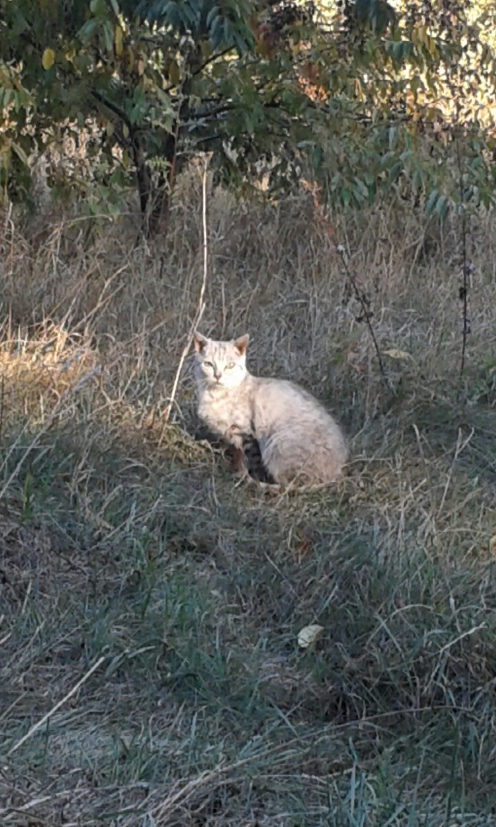 cat