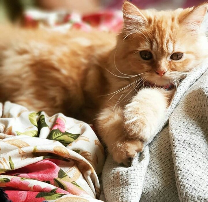 persian cat
