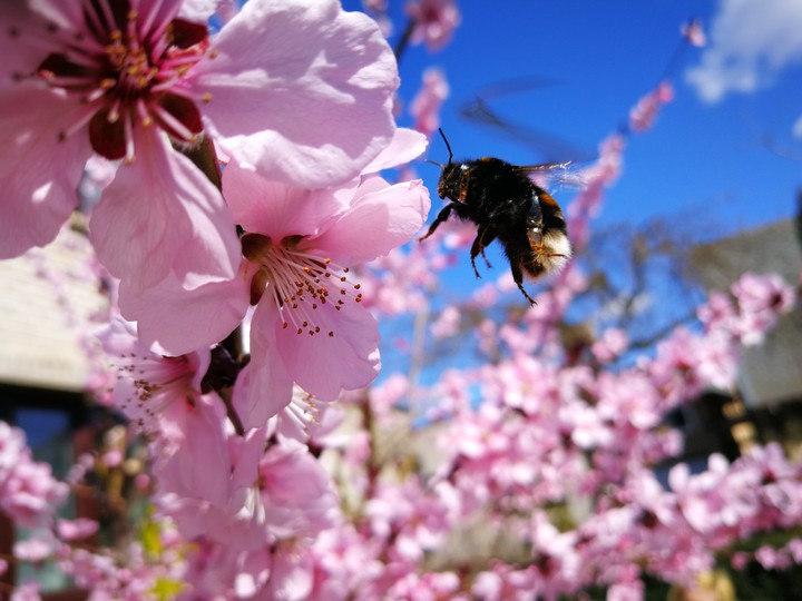 Spring