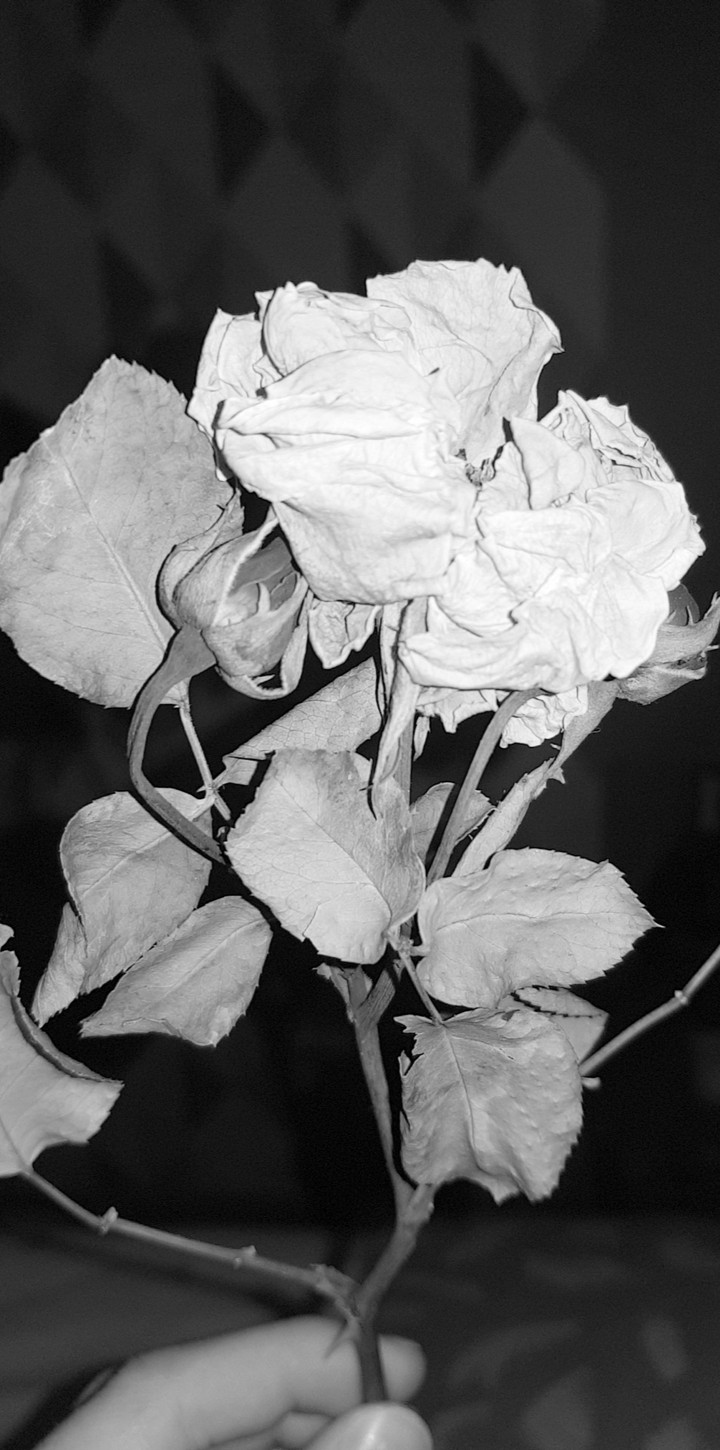 Rose fanée