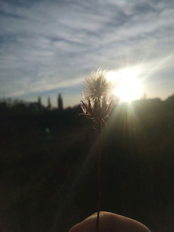 sunlight